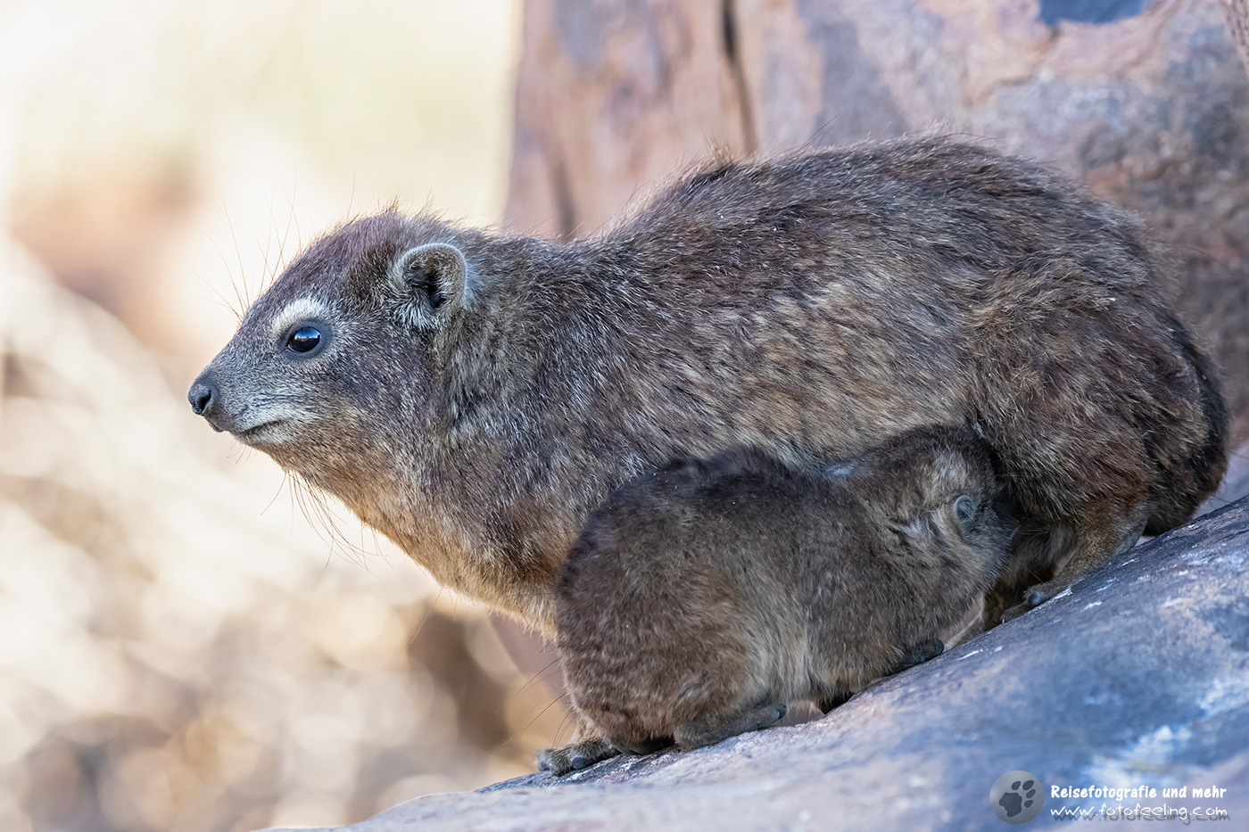 Klippschliefer, Klippdachs, Rock Dassie (Procavia capensis) Mutter mit Jungtier