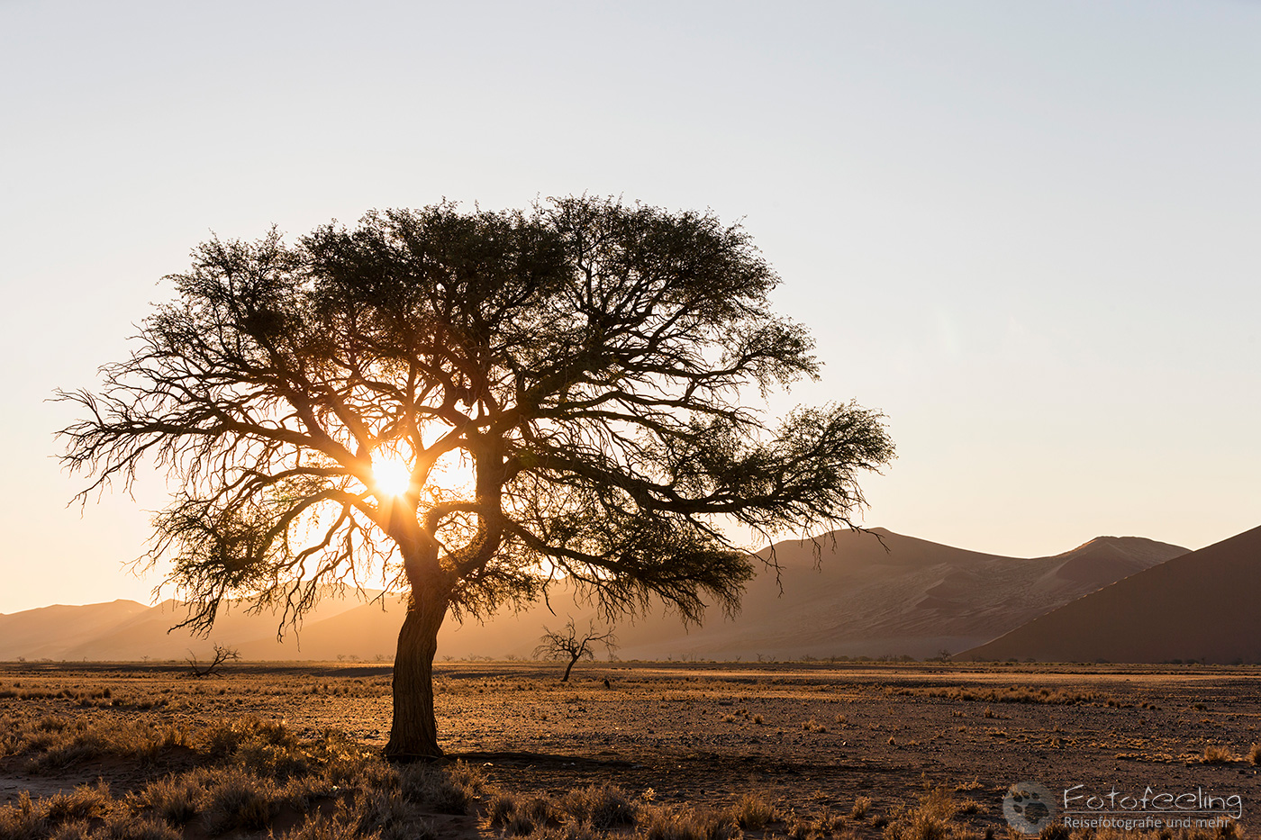 Akazie im Gegenlicht