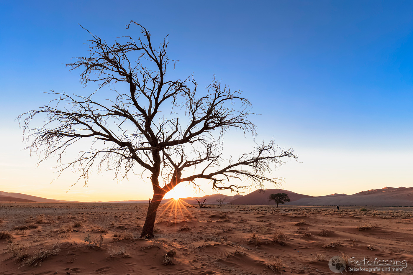 Akazie im Sonnenaufgang