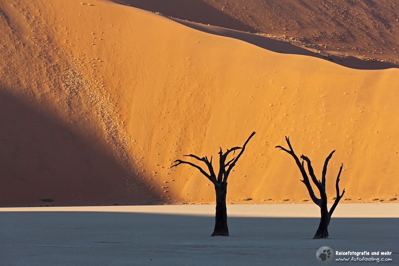 Abgestorbene Akazienbäume auf  ausgetrockneter Ton Pfanne