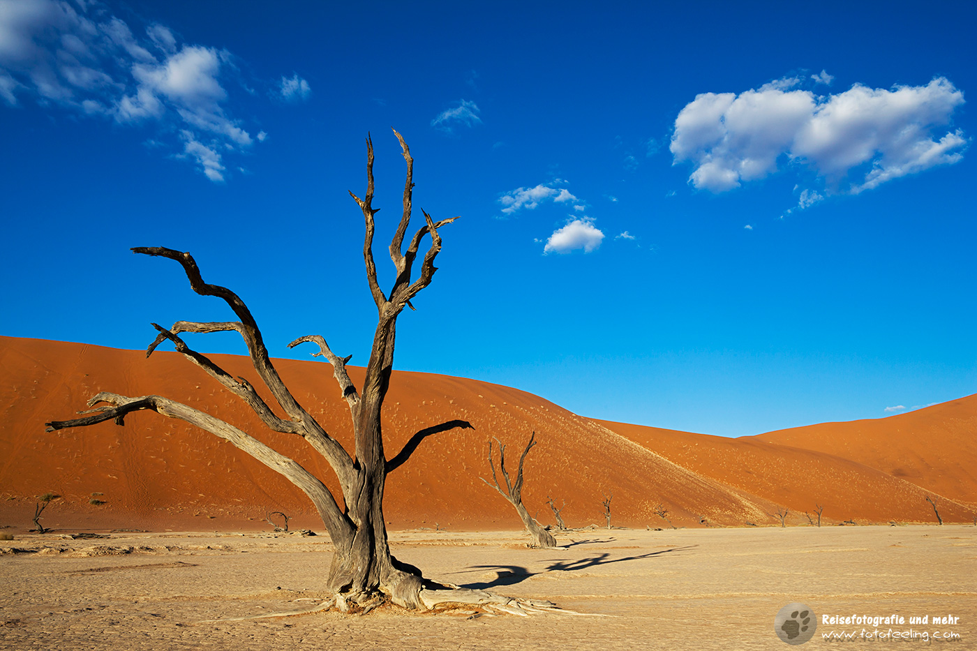 Abgestorbene Akazienbäume auf  ausgetrockneter Ton Pfanne