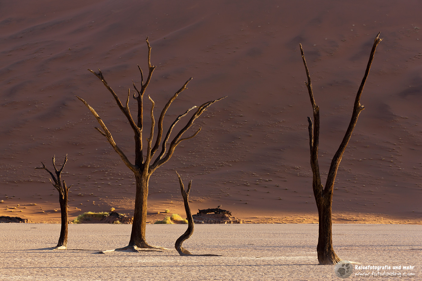 Abgestorbene Akazienbäume auf  ausgetrockneter Ton Pfanne
