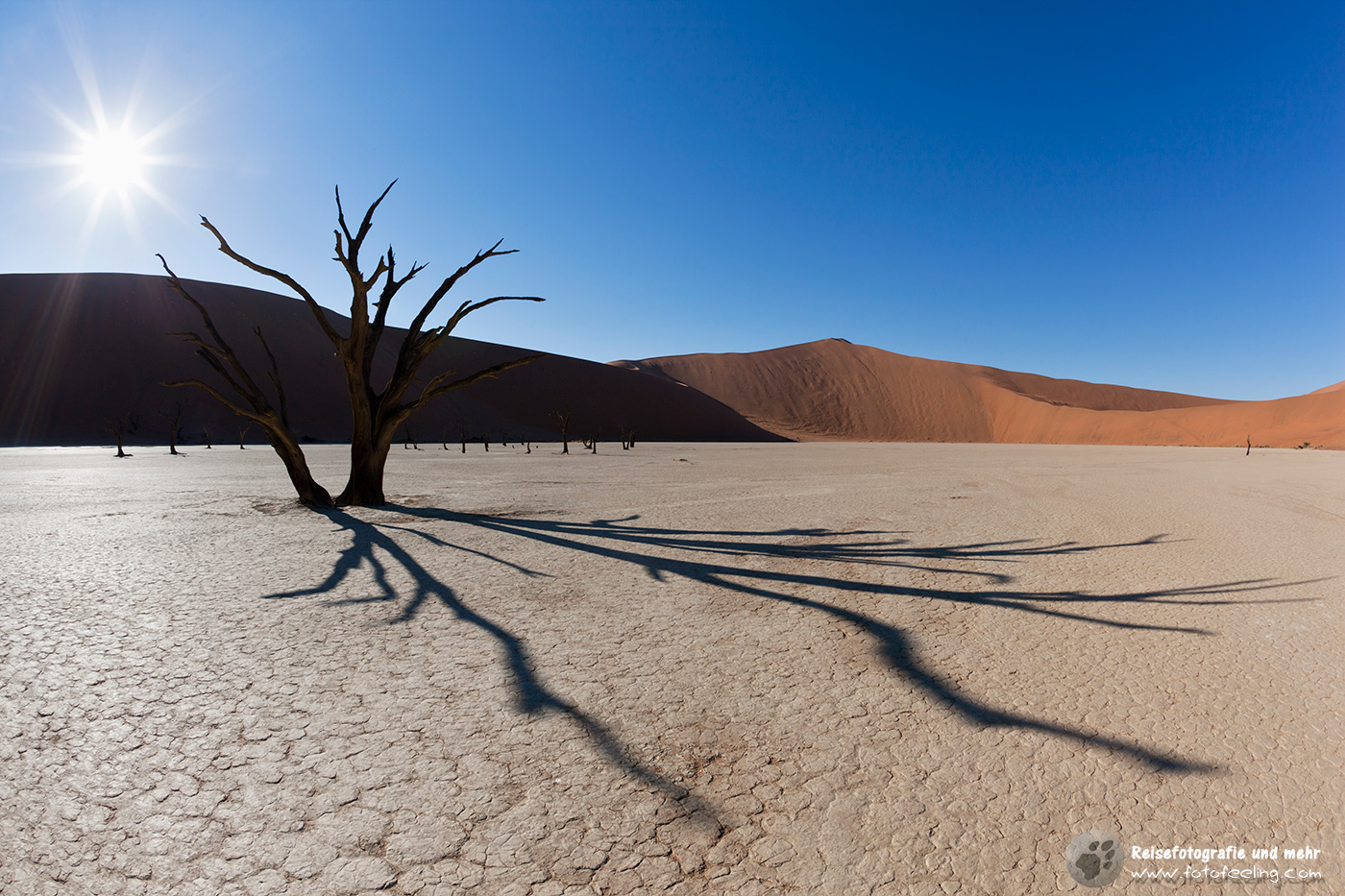 Abgestorbene Akazienbäume auf  ausgetrockneter Ton Pfanne