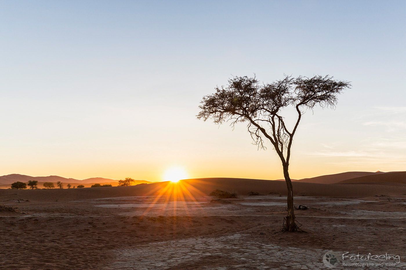 Akazie im Sonnenaufgang