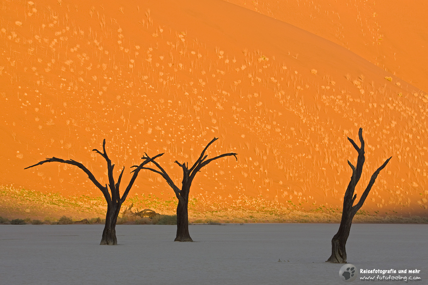 Abgestorbene Bäume im Deadvlei vor einer Sanddüne, Namib Wüst