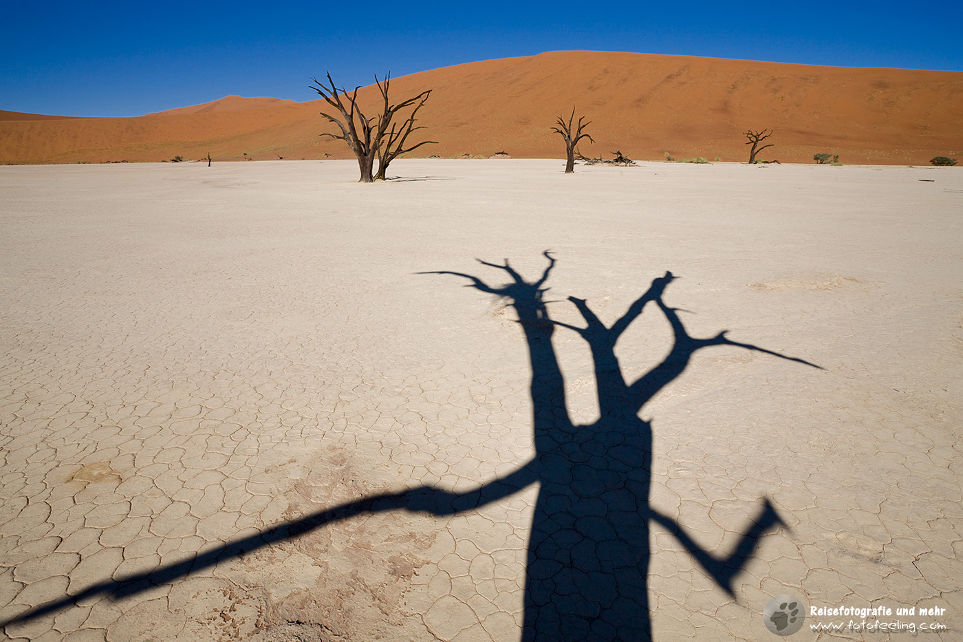 Abgestorbene Bäume mit Schatten, Deadvlei, Namib Wüste, Namibi