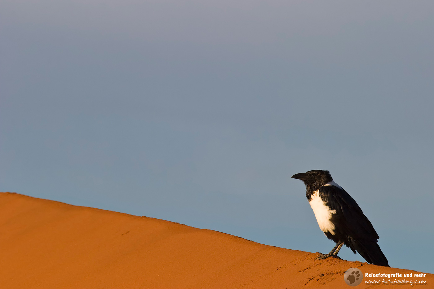 Schildrabe auf einer Düne