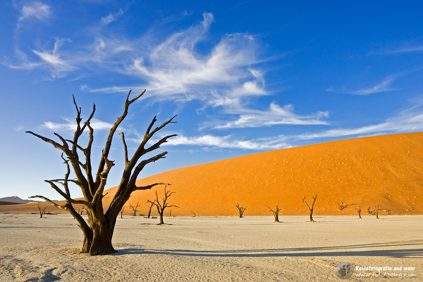 Tote Bäume inmitten hoher roter Dünen