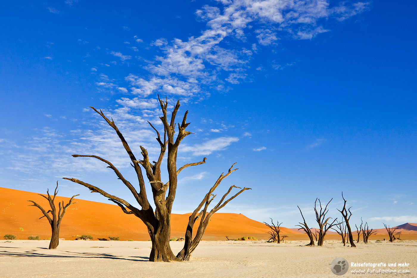 Tote Bäume inmitten hoher roter Dünen