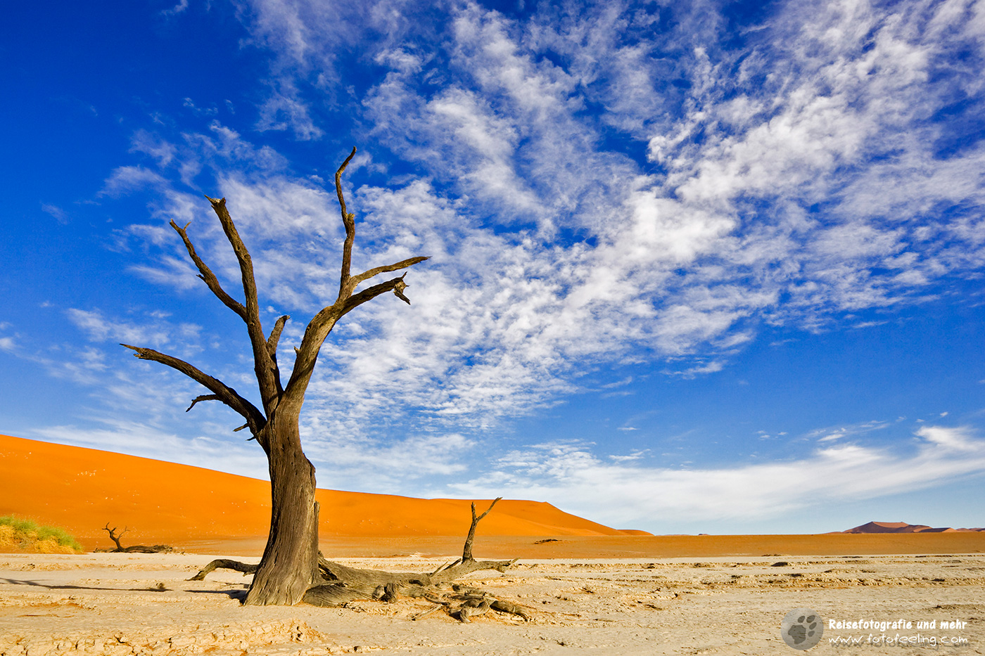 Tote Bäume inmitten hoher roter Dünen