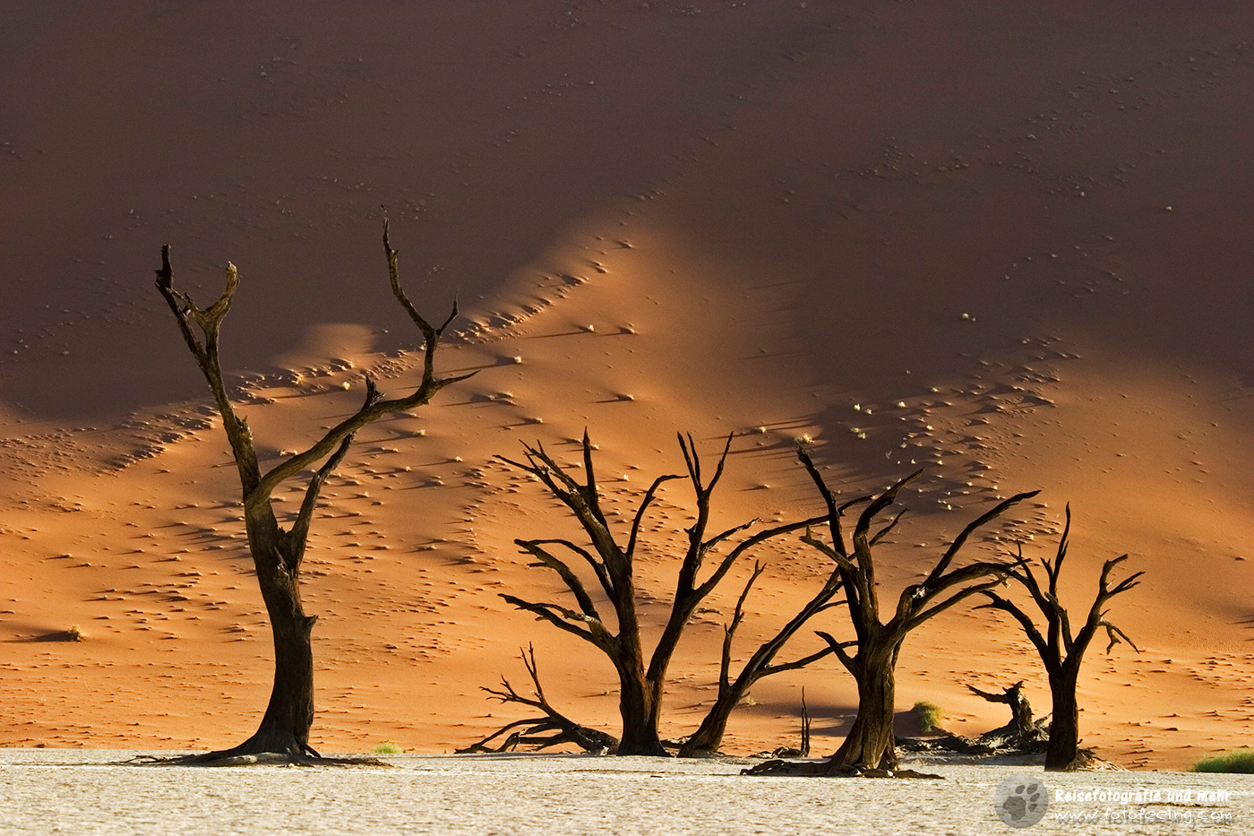 Tote Bäume inmitten hoher roter Dünen