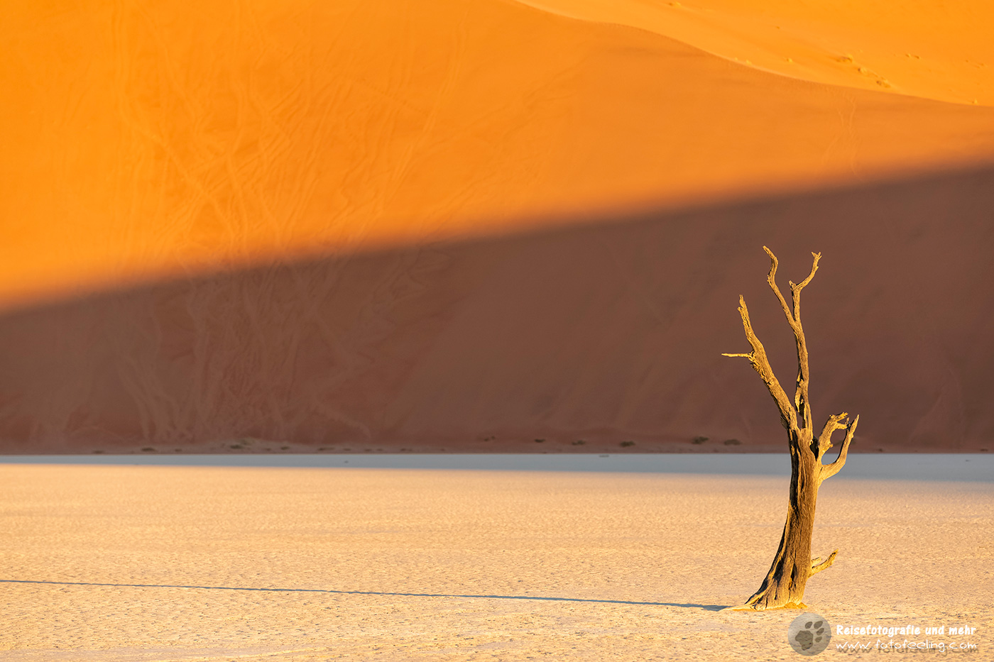 Abgestorbener Akazienbaum auf  ausgetrockneter Ton Pfanne