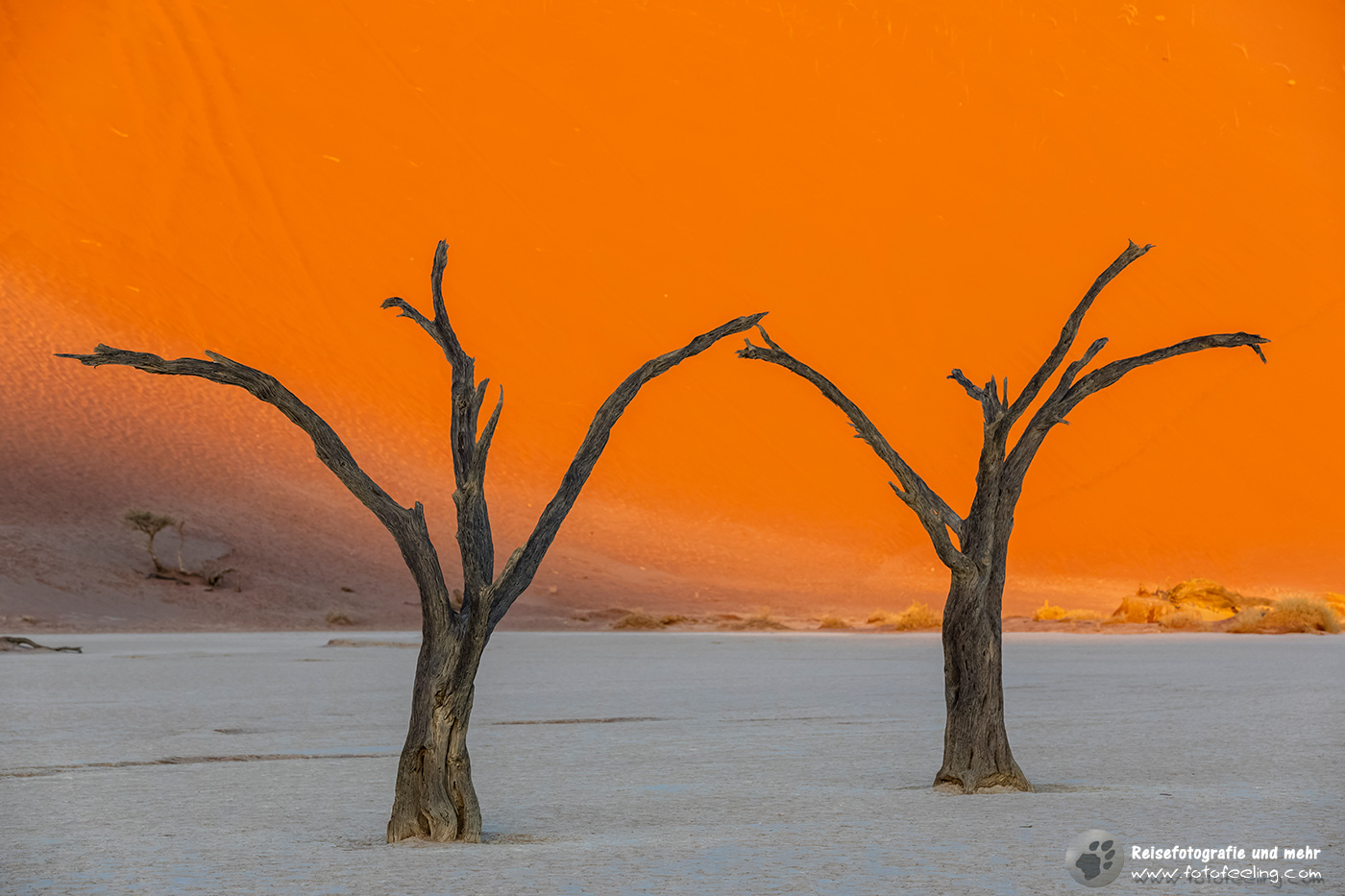 Abgestorbene Akazienbäume auf  ausgetrockneter Ton Pfanne