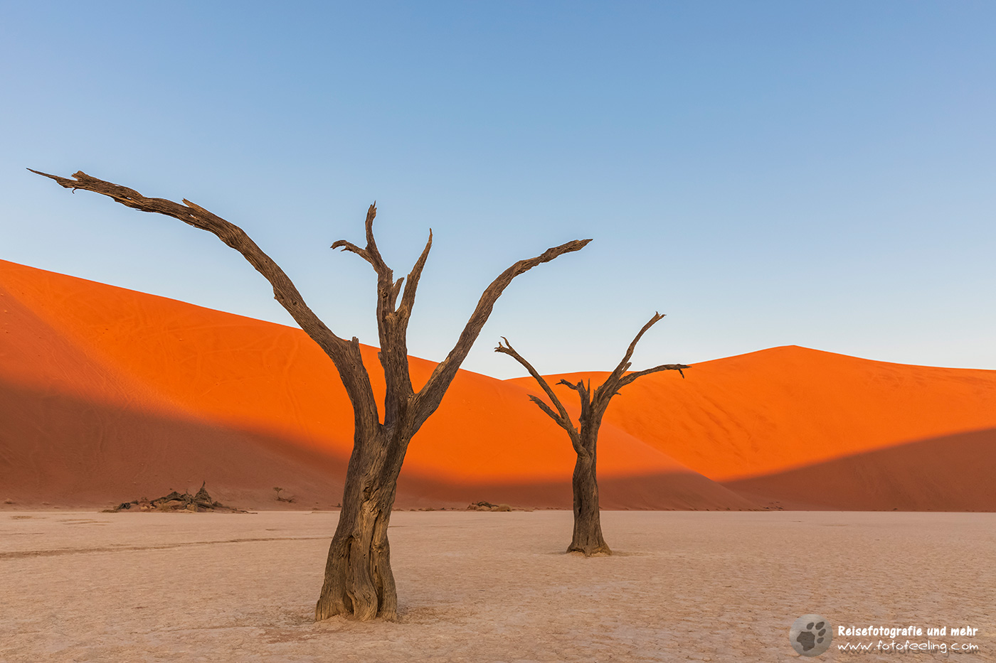 Abgestorbene Akazienbäume auf  ausgetrockneter Ton Pfanne