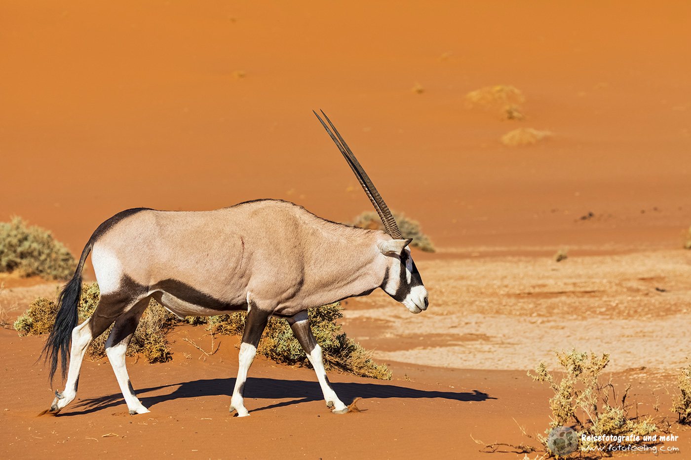 Oryxantilope, Spießbock (Oryx gazella) im Dünensand