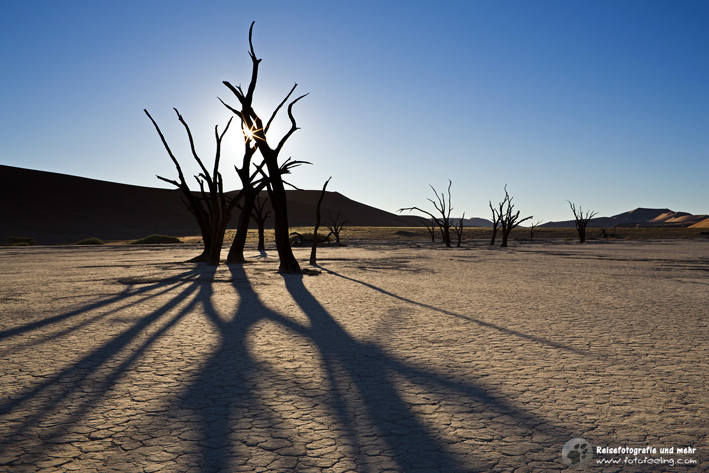Abgestorbene Bäume im Deadvlei, Namib Wüste, Namibia, Afrika