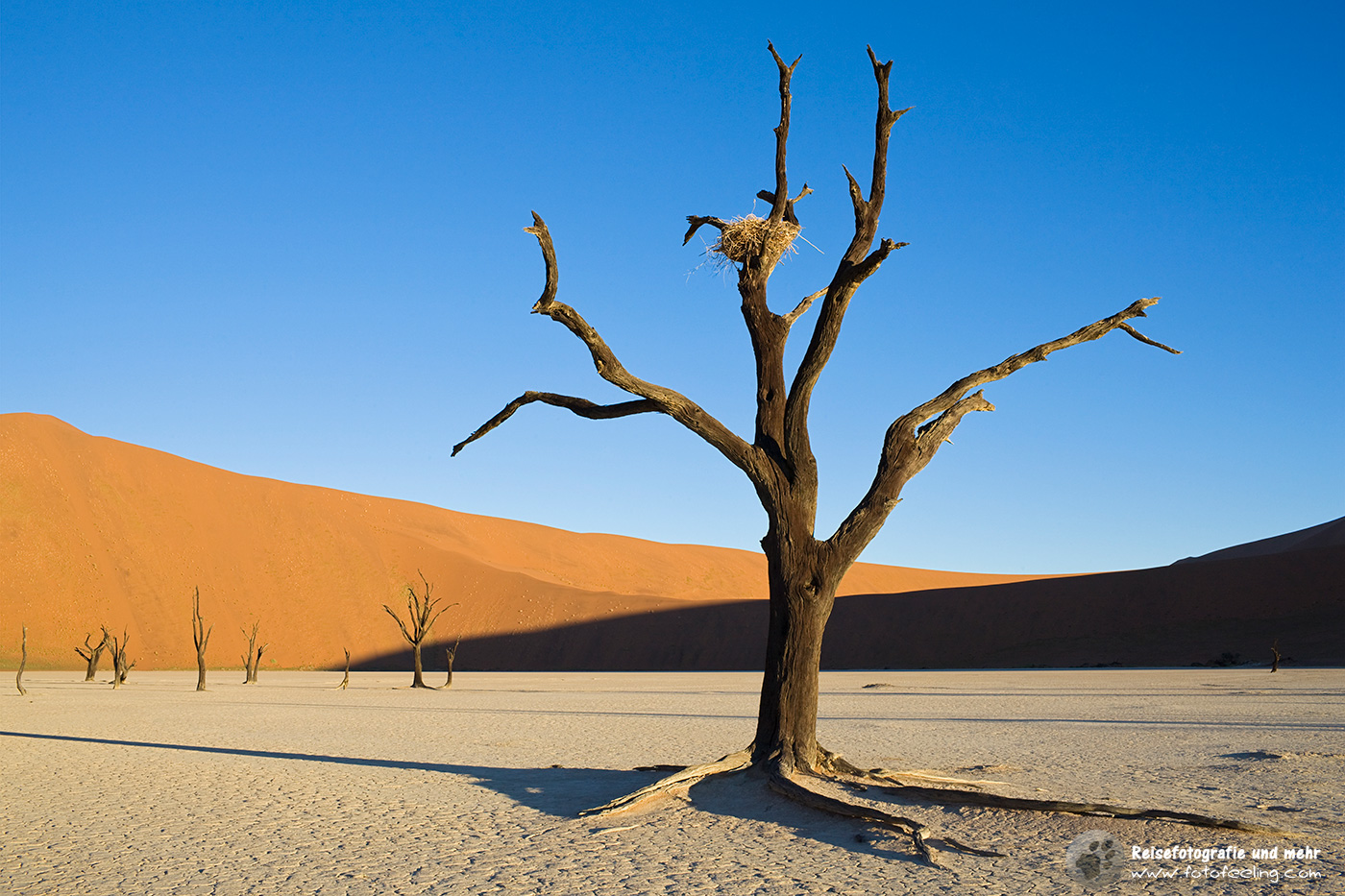 Abgestorbene Bäume im Dead Vlei