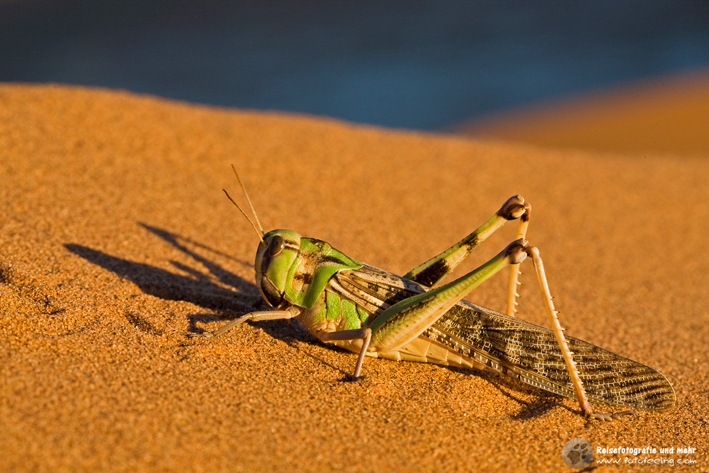 Heuschrecke im Wüstensand, Namib Wüste, Namibia, Afrika