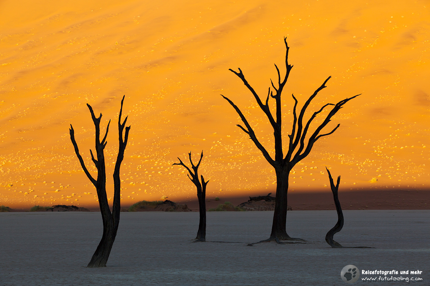 Abgestorbene Akazienbäume auf  ausgetrockneter Ton Pfanne