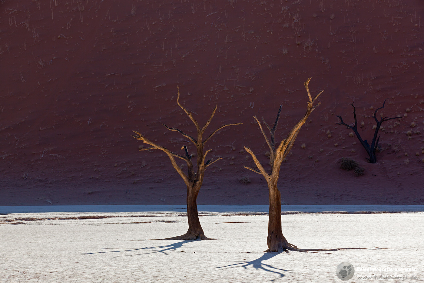 Abgestorbene Akazienbäume auf  ausgetrockneter Ton Pfanne