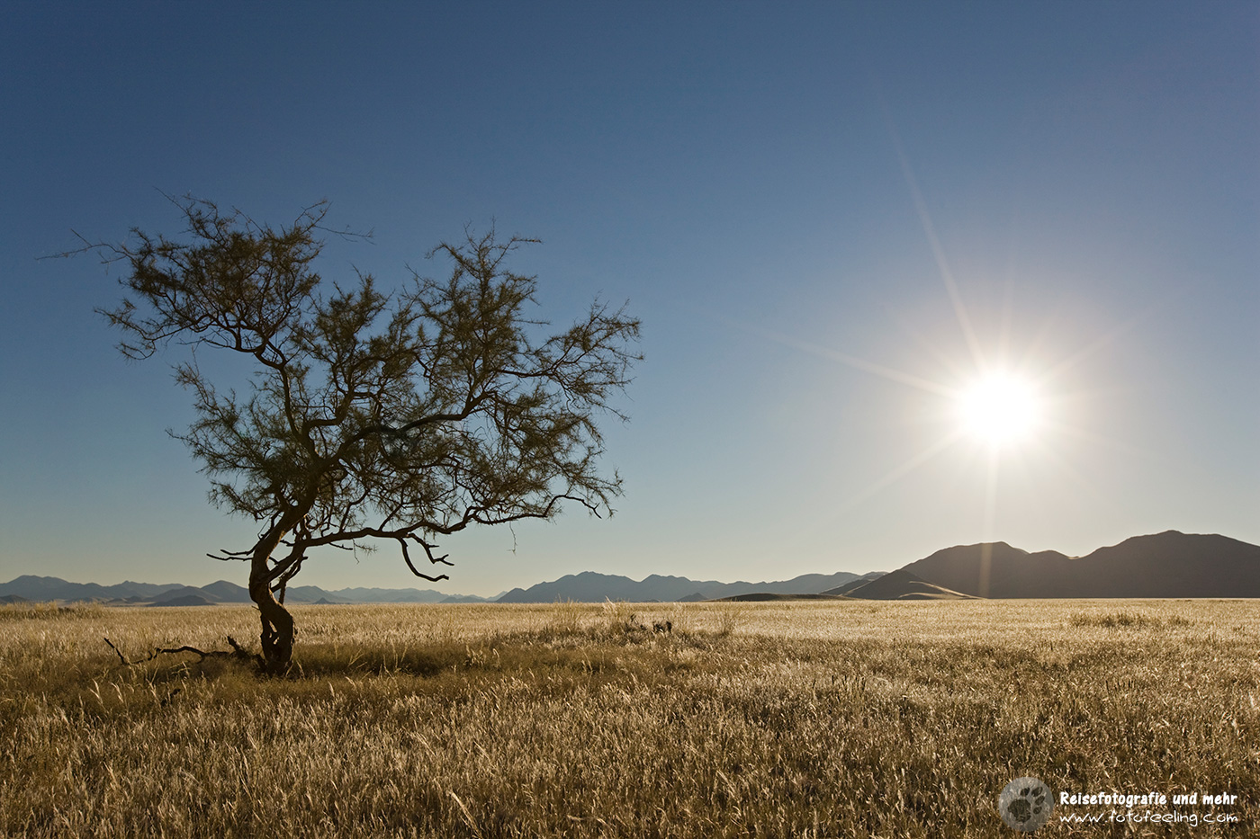 Weideland in den Tirasbergen, Namib Wüste, Namibia, Afrika