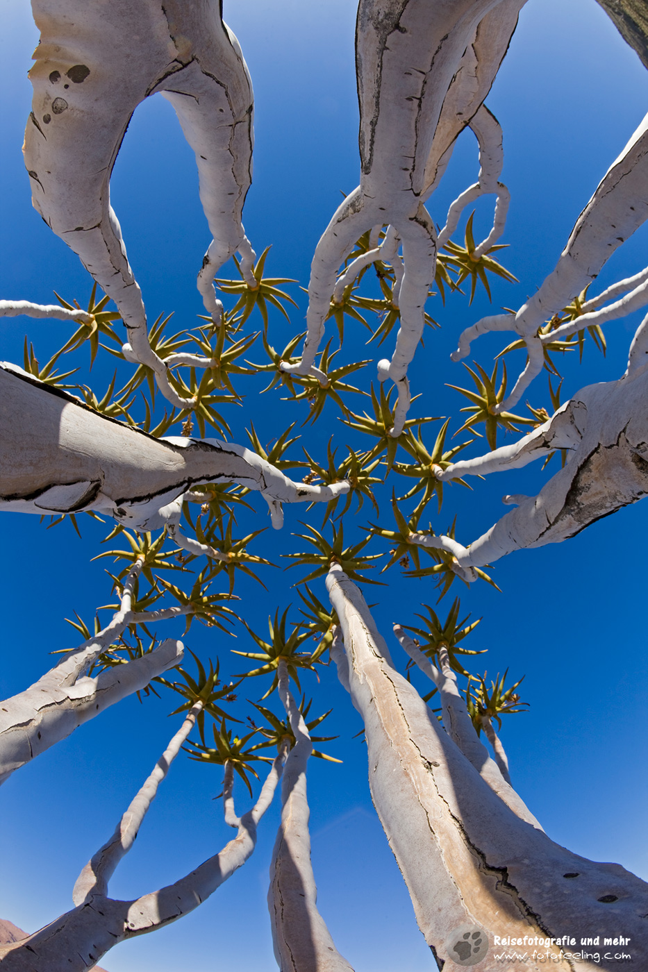 Äste eines Köcherbaumes in den Tirasbergen, Namibia, Afrika