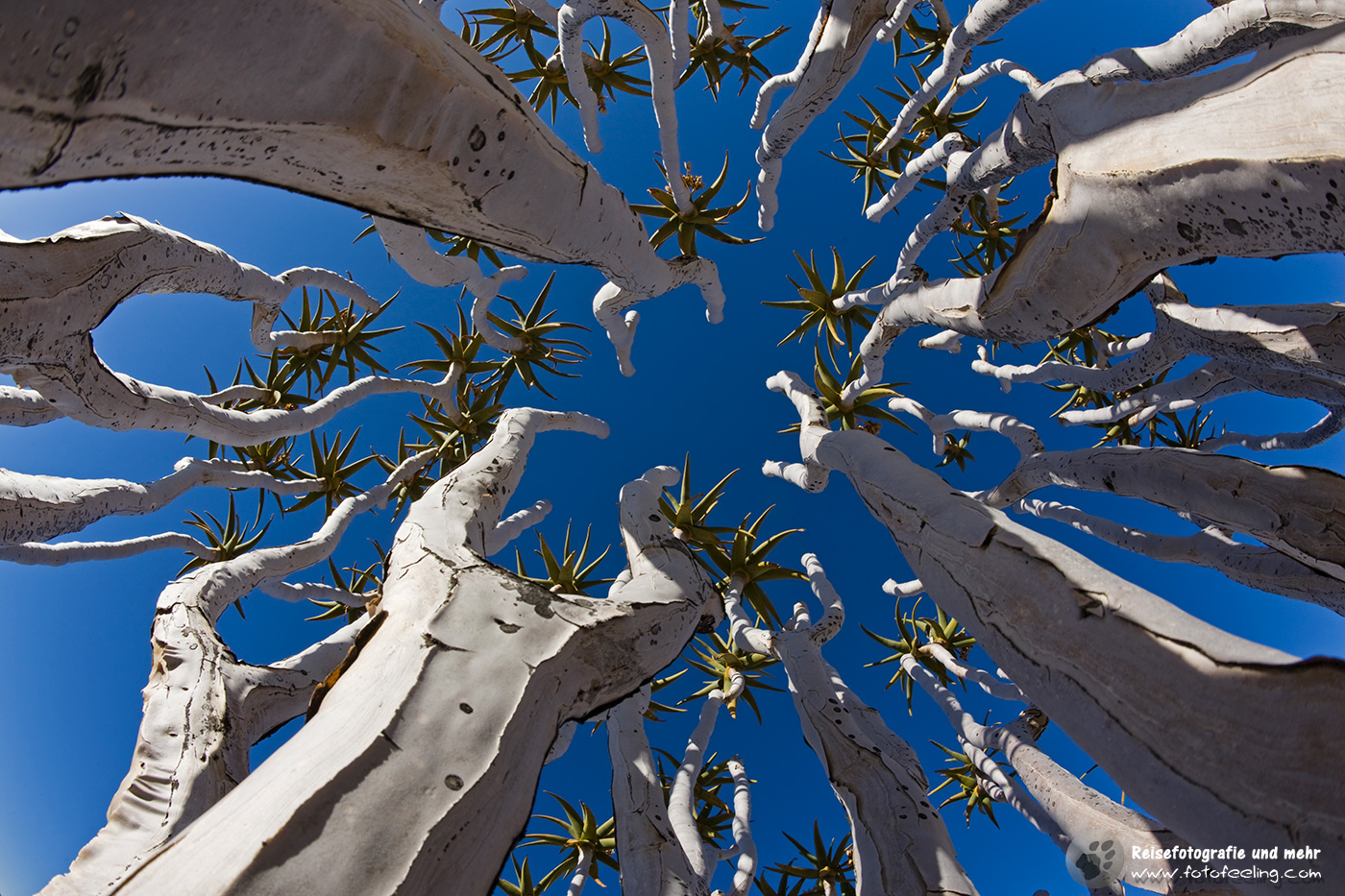 Äste eines Köcherbaumes in den Tirasbergen, Namibia, Afrika