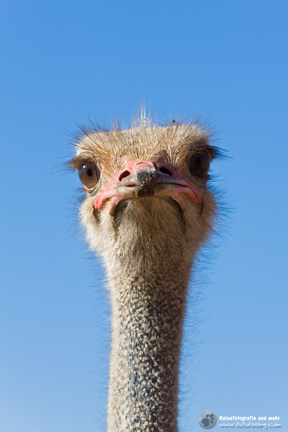 Afrikanischer Strauß (Struthio camelus), Ostrich,  Namibia