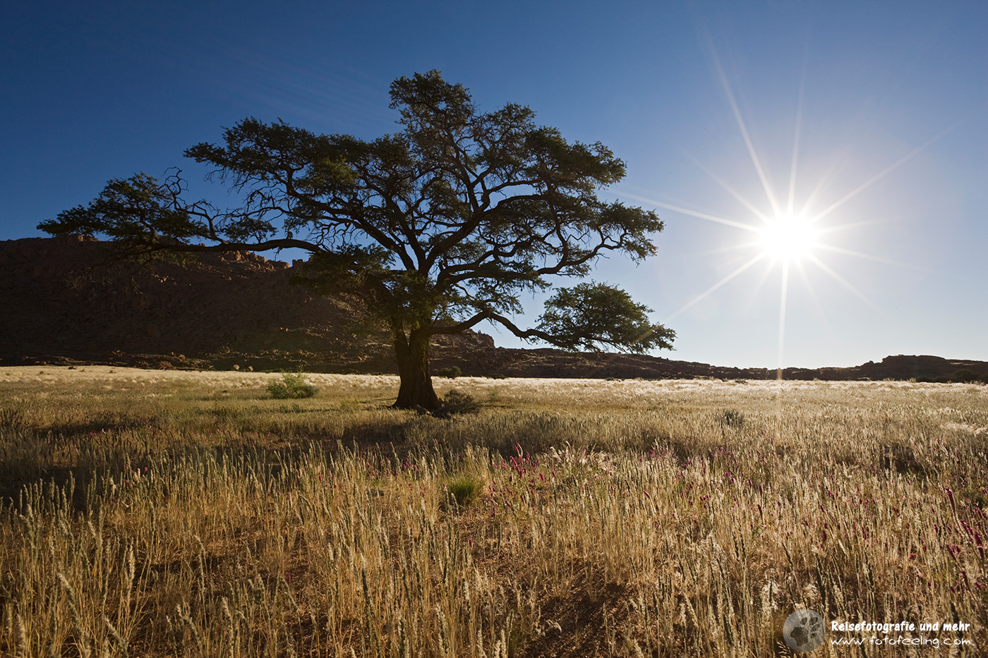 Akazie in den Tirasbergen, Namibia, Afrika