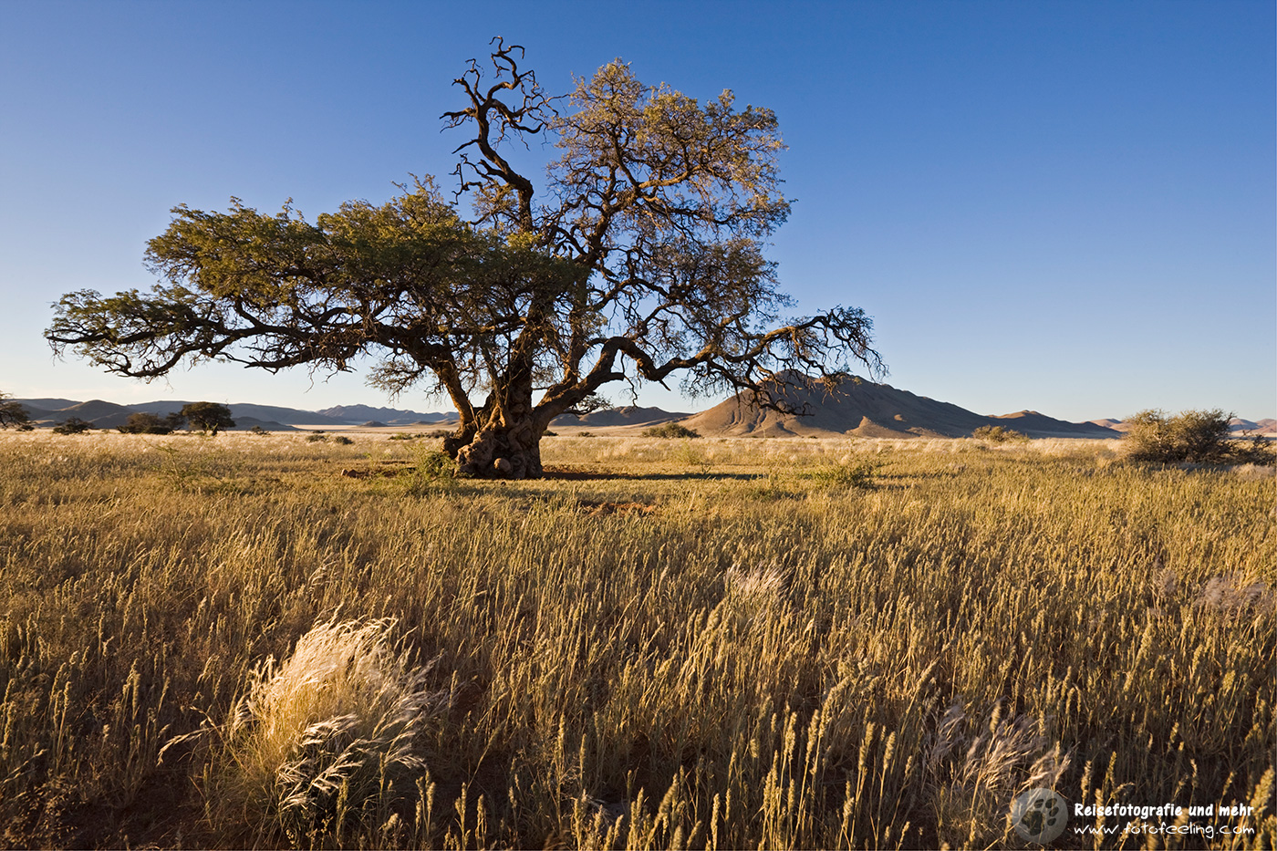 Akazie in den Tirasbergen, Namibia, Afrika