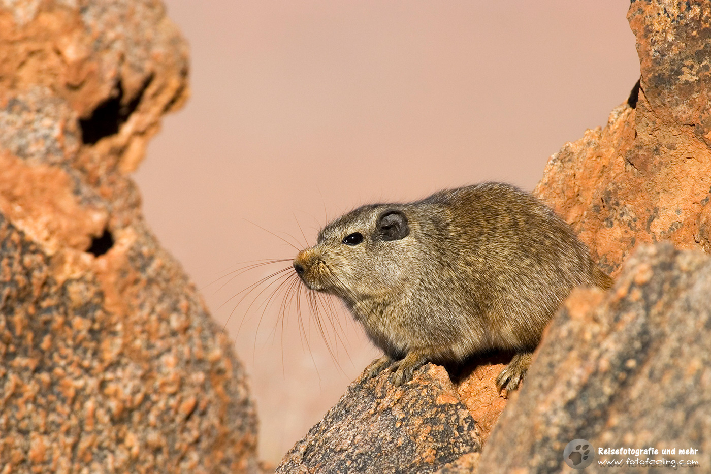 Felsenratte,(Petromus typicus)