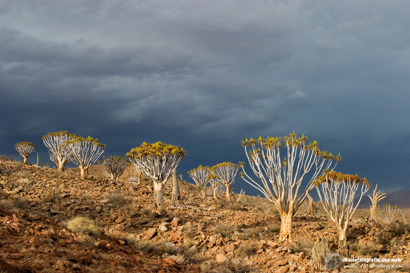 Köcherbäume der Farm Koimasis