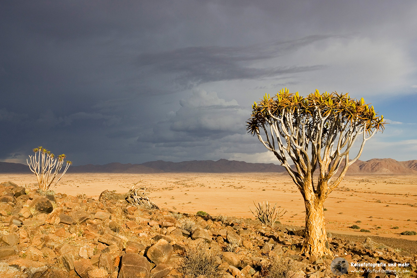 Köcherbäume der Farm Koimasis