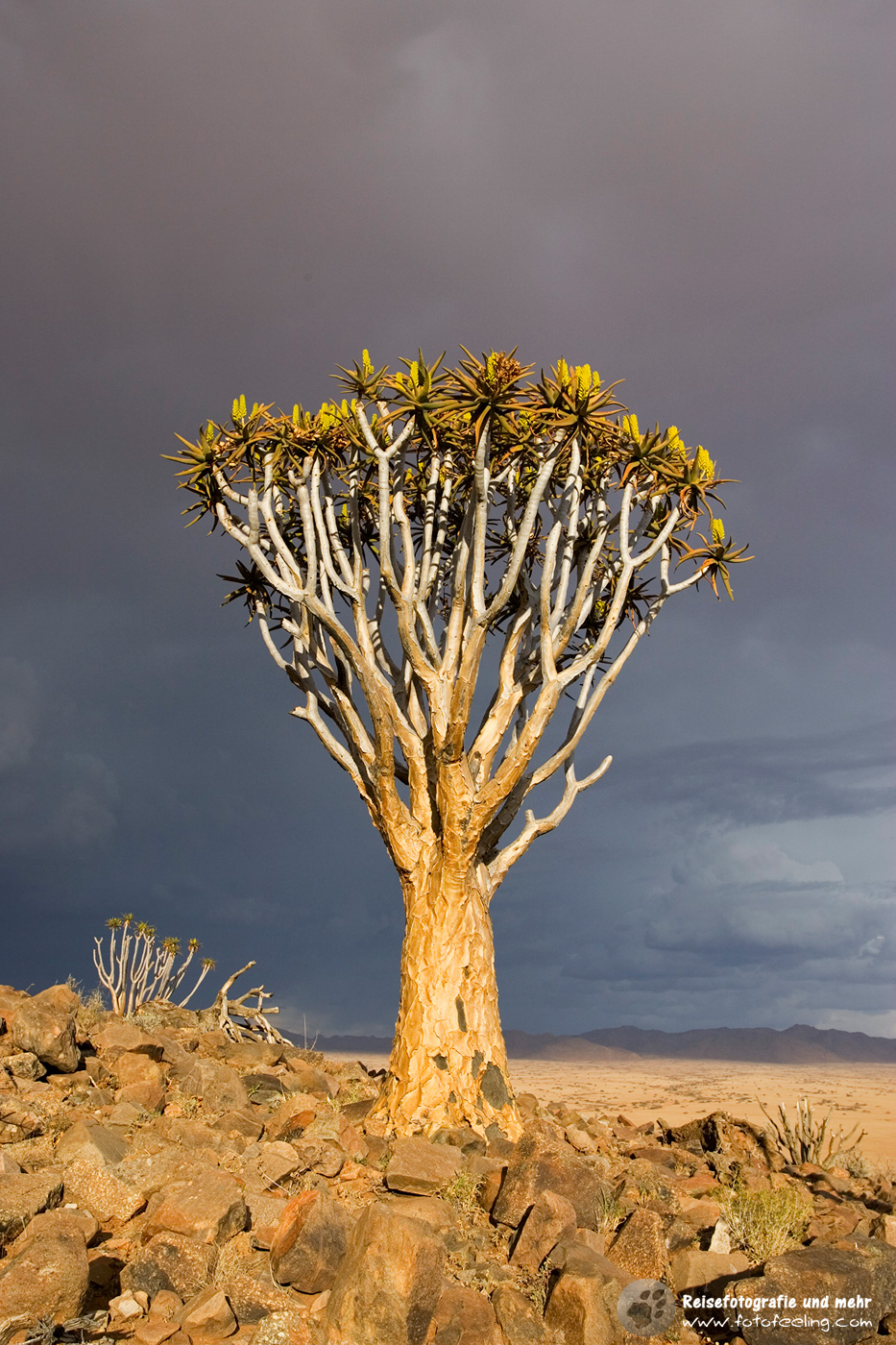 Köcherbäume der Farm Koimasis