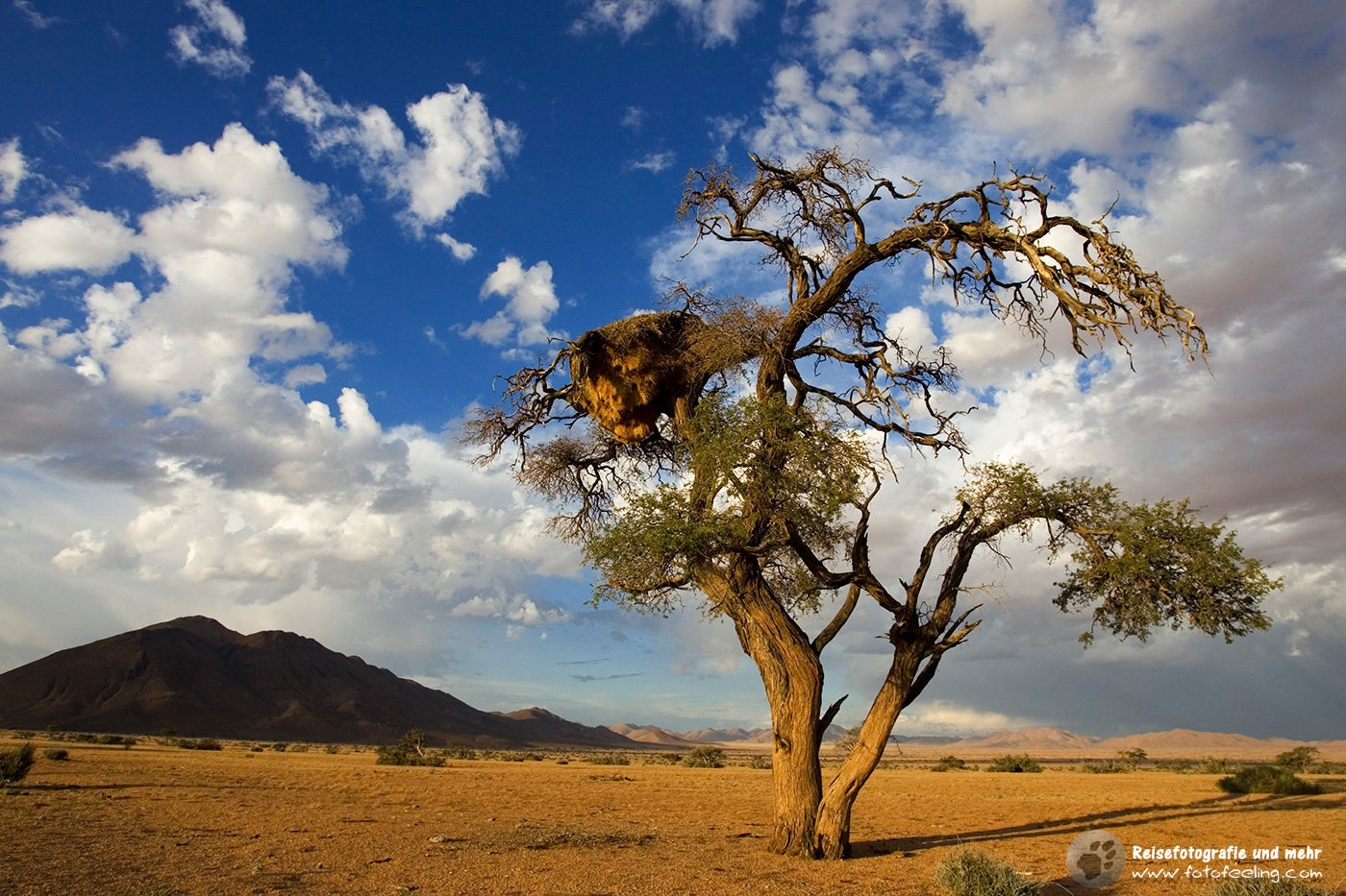 Webervogelnest im Baum