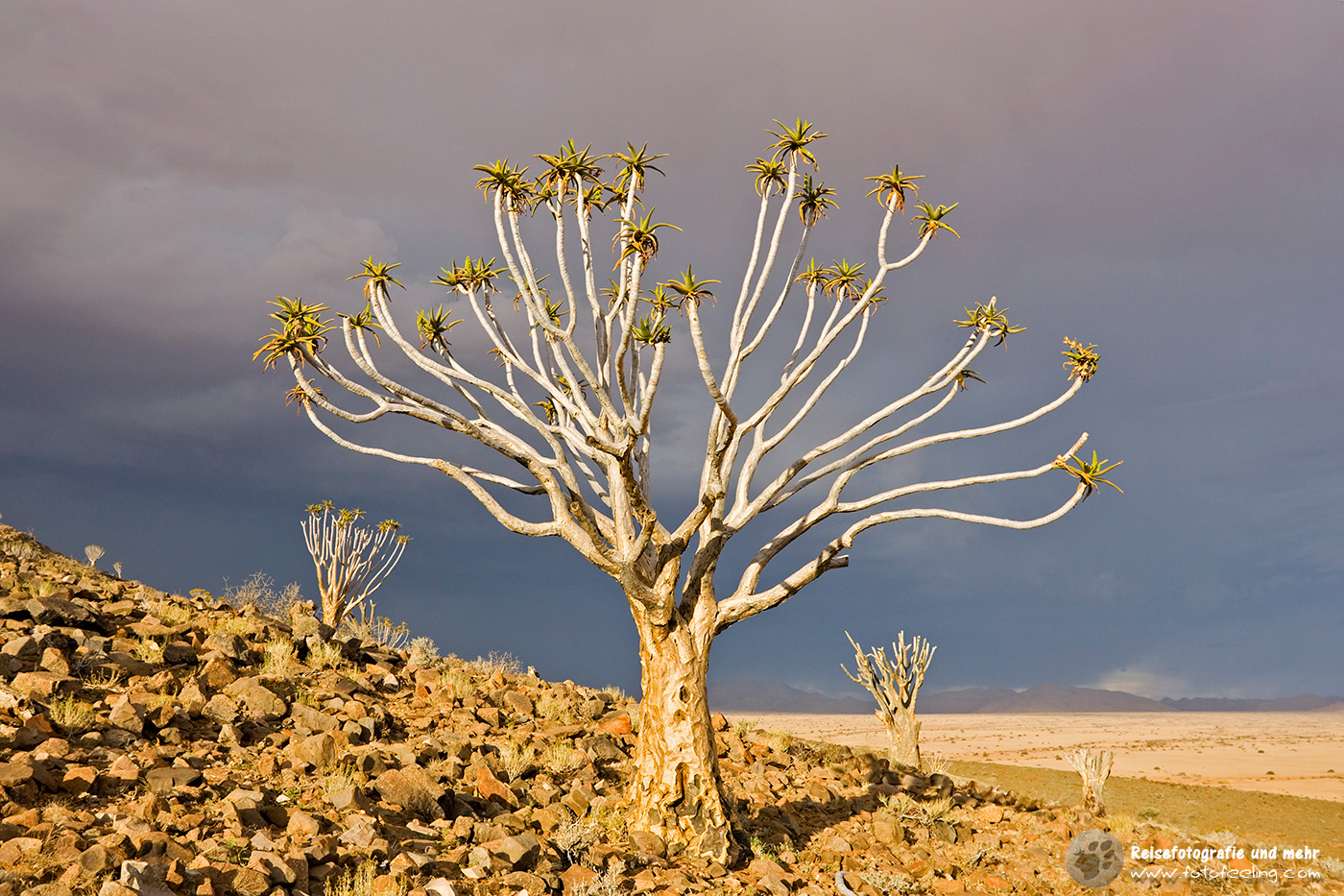 Köcherbäume der Farm Koimasis