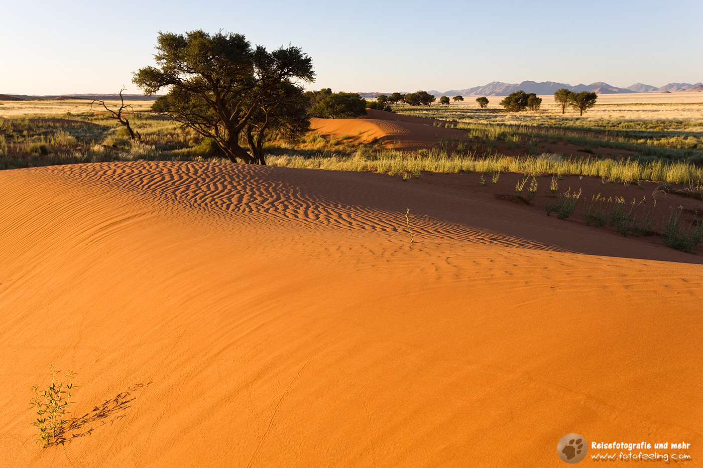 Sand und Bäume am Namibrand