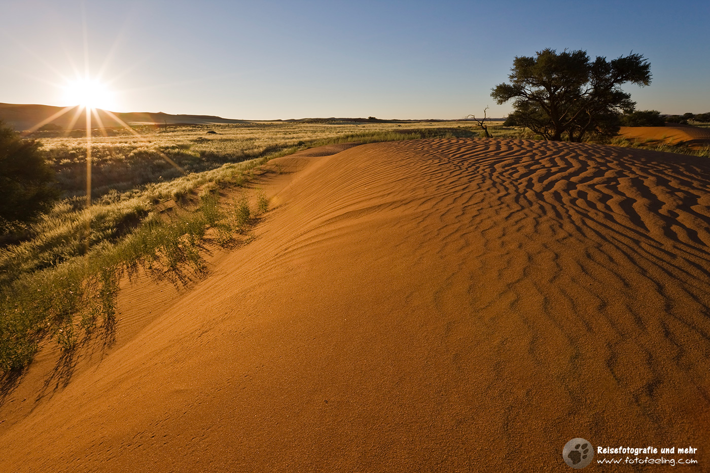 Sand und Bäume am Namibrand