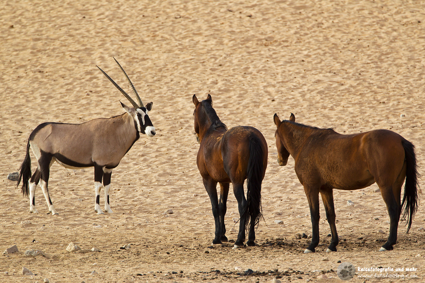 Wildpferde treffen auf Oryxantiolpe