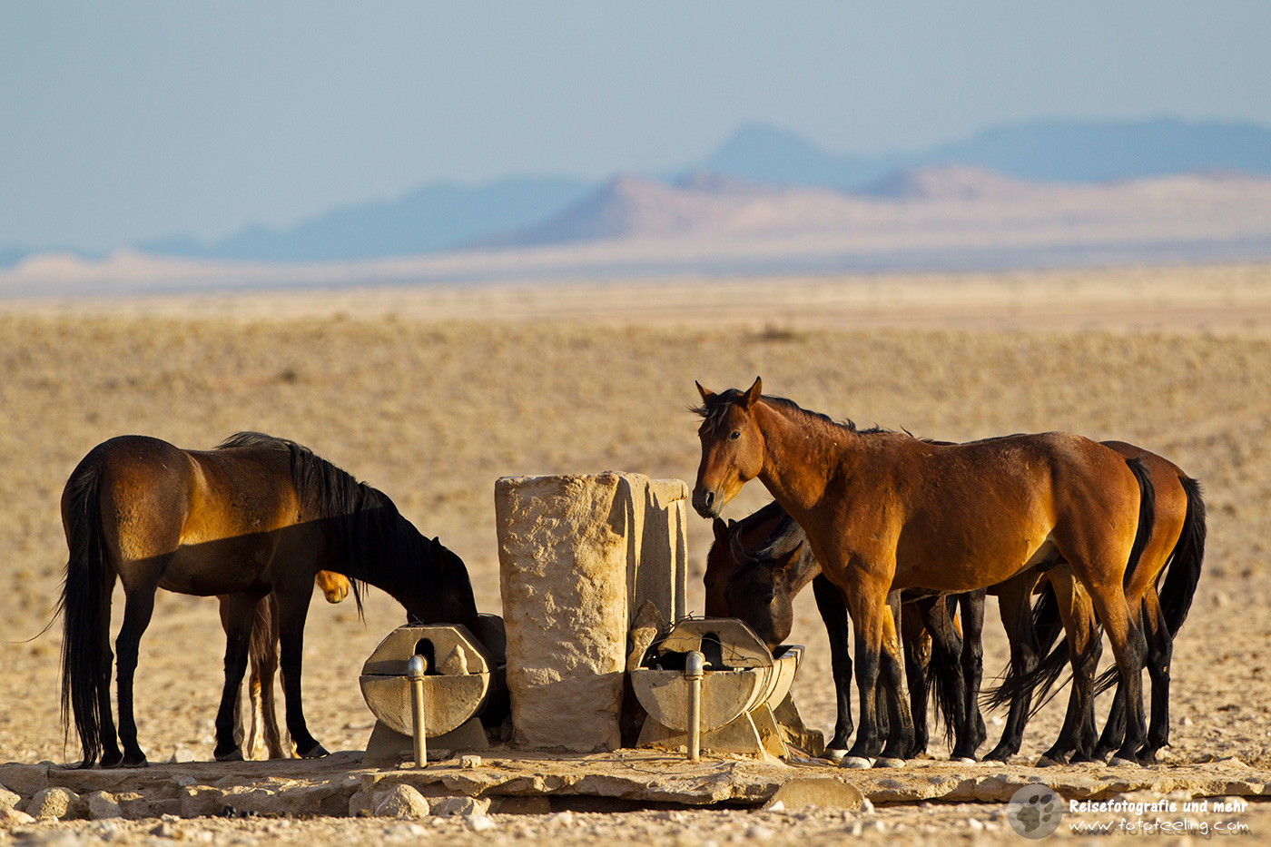 Wildpferde an der Tränke