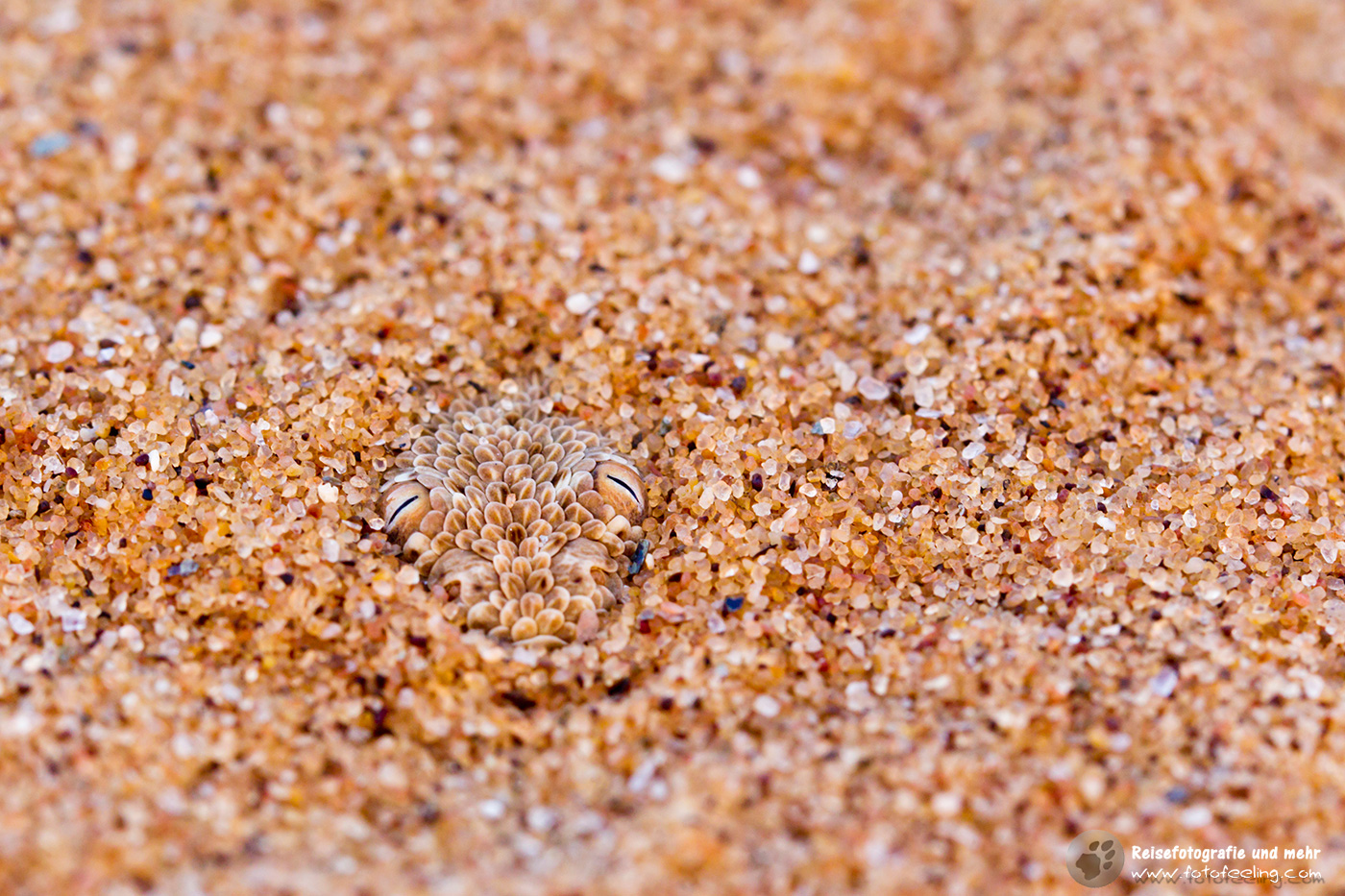 Zwergpuffotter (Bitis peringueyi) im Ssnd