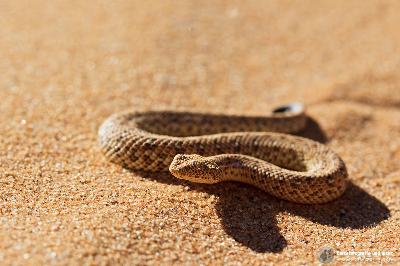 Zwergpuffotter (Bitis peringueyi)