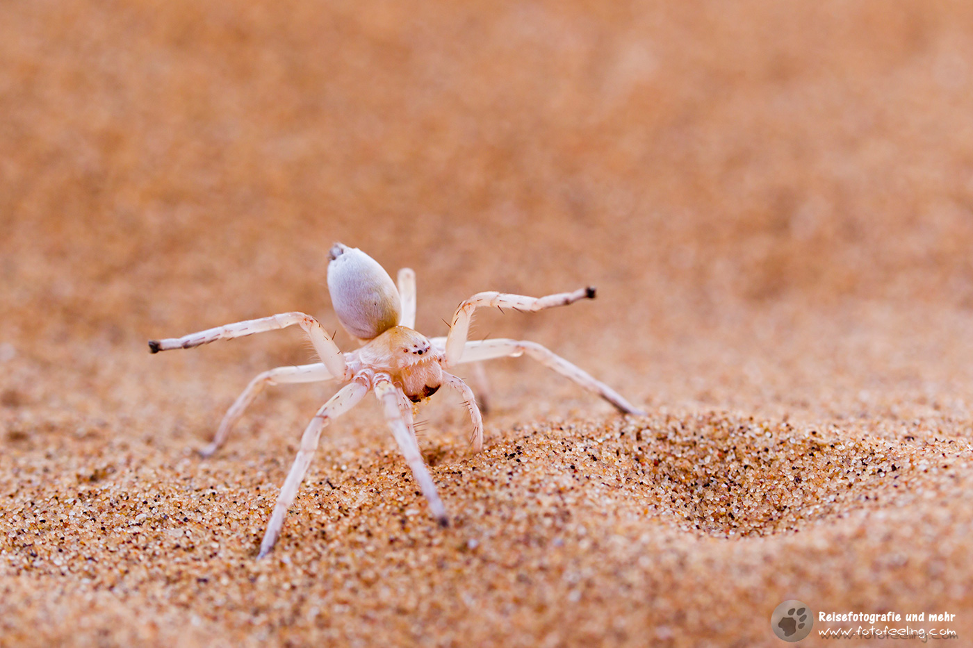 Goldene Radspinne, (Carparachne aureoflava), tanzende weiße Dame in der Sanddüne