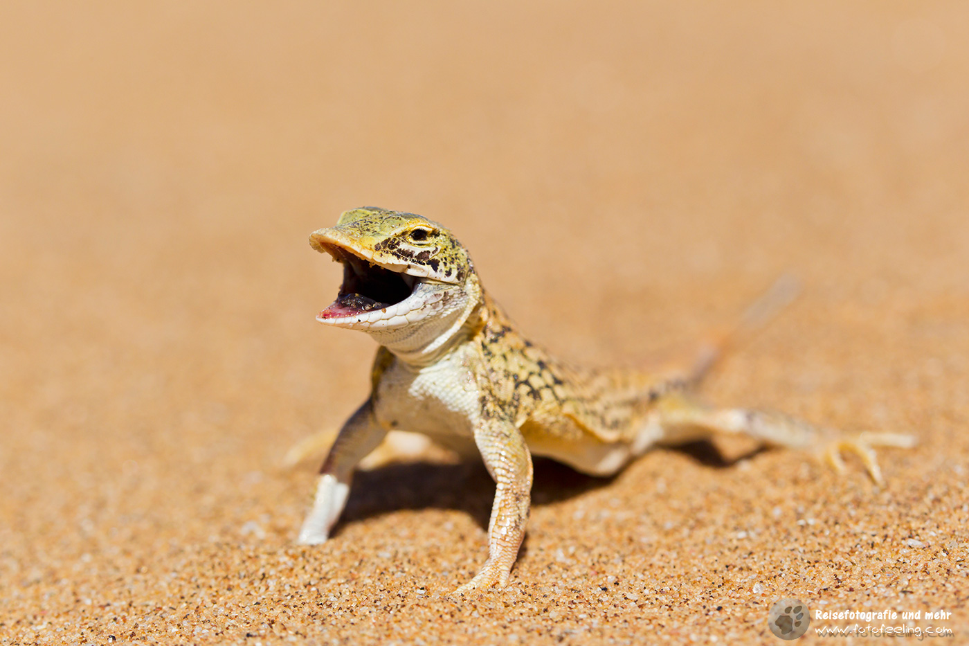 Düneneidechse (Meroles anchietae)