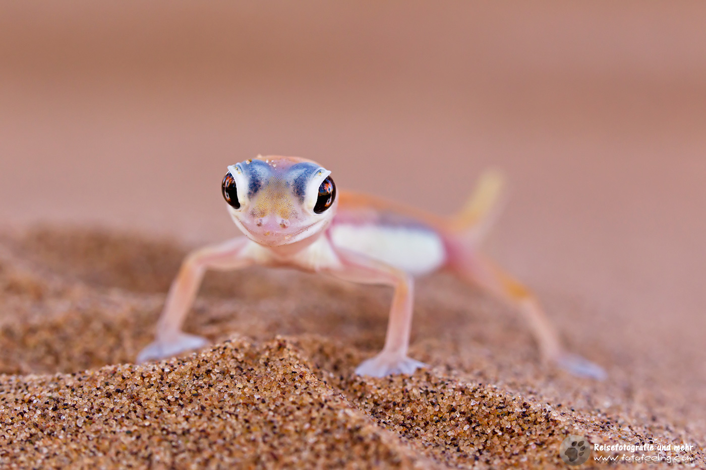 Namibgecko (Pachydactylus rangei)