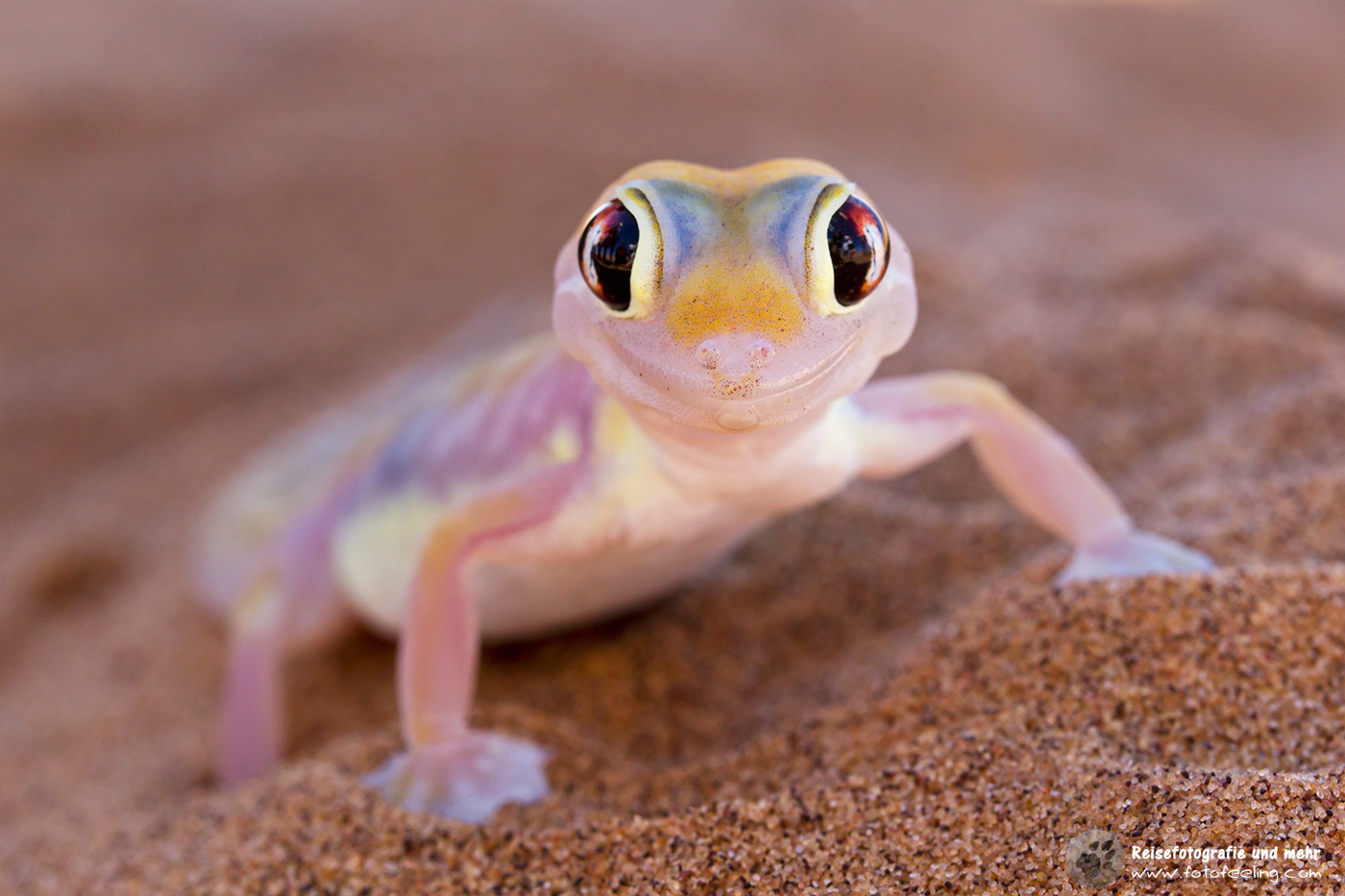 Namibgecko (Pachydactylus rangei)