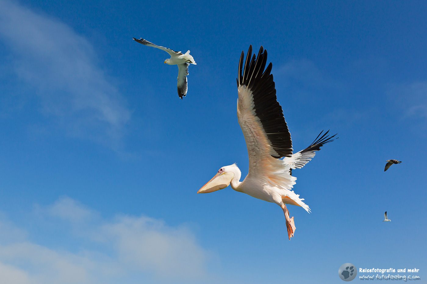 Rosapelikan (Pelecanus onocrotalus)