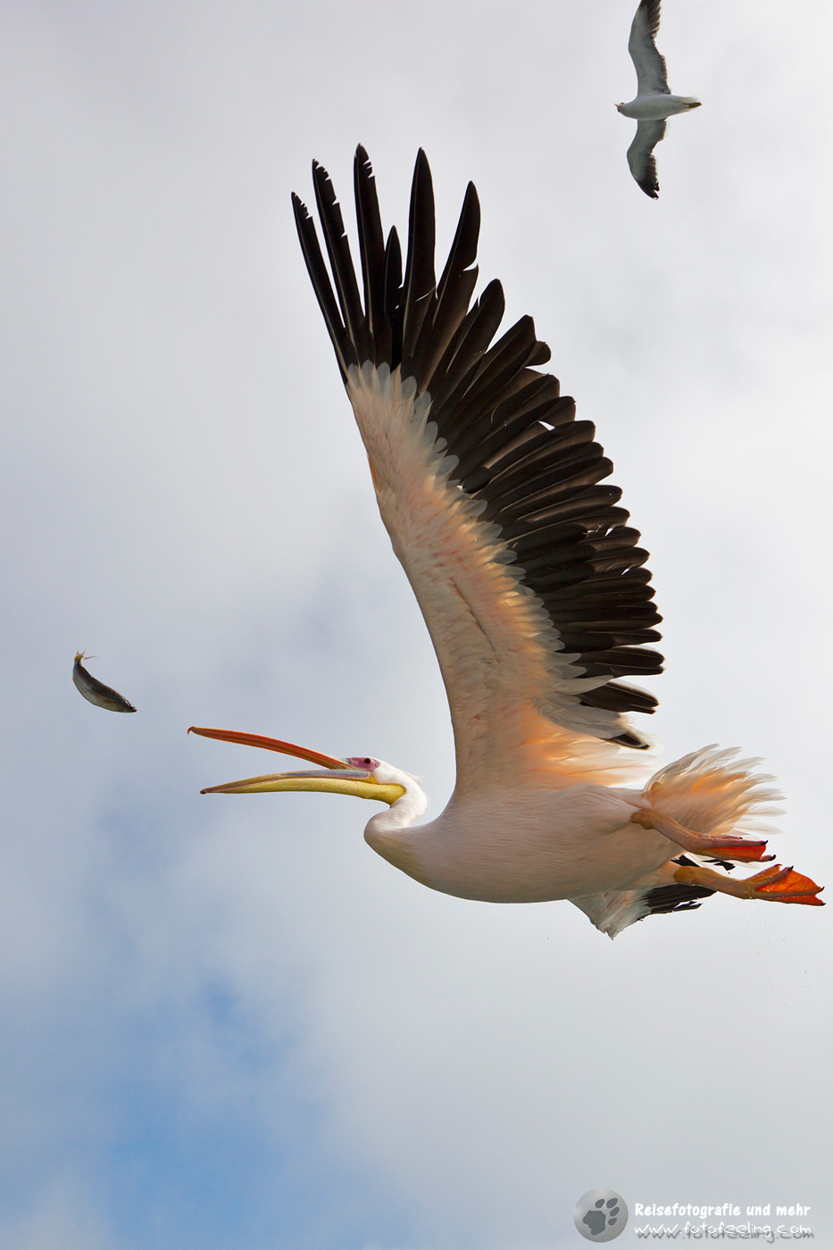 Rosapelikan (Pelecanus onocrotalus)