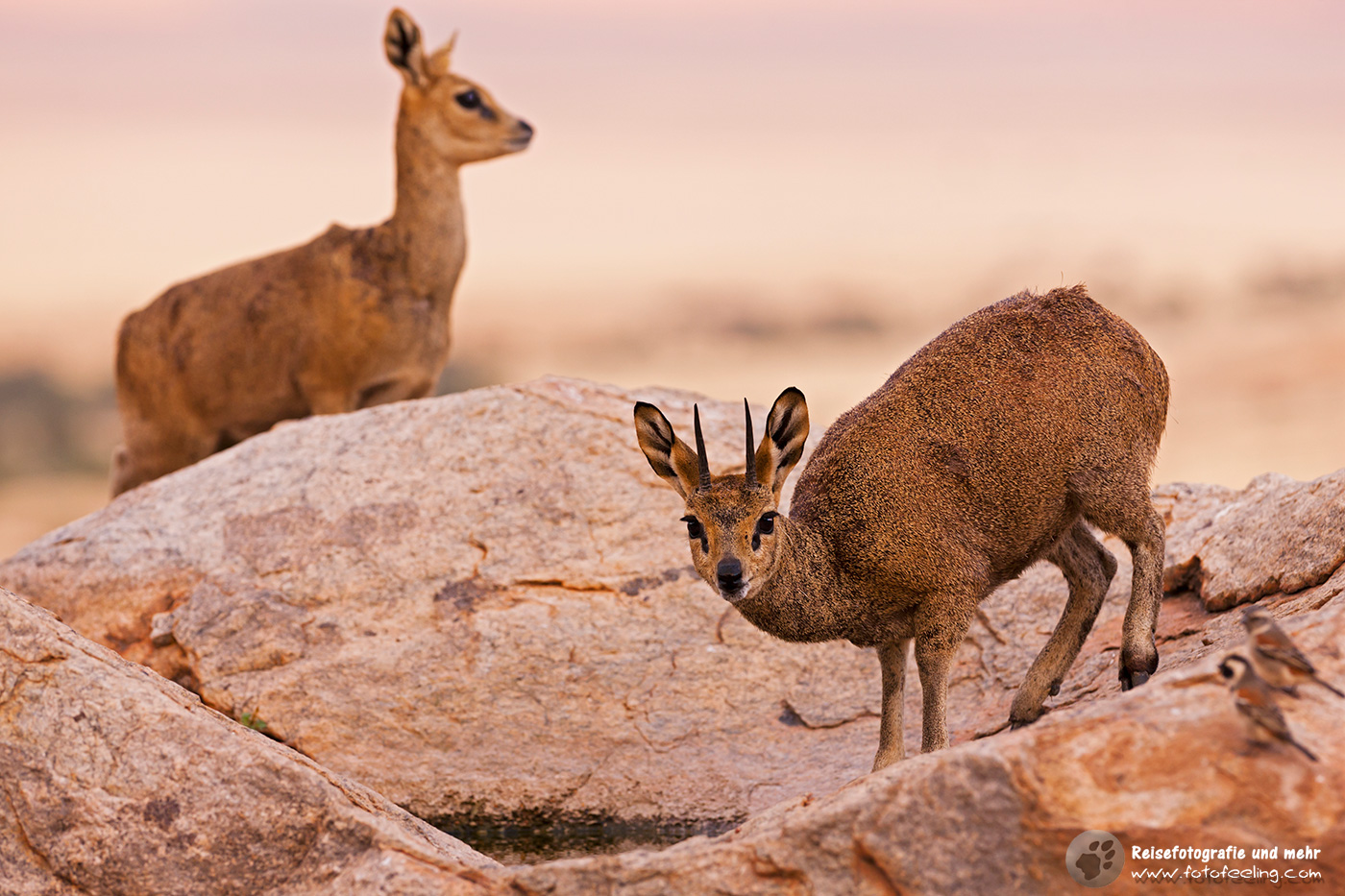 Klipspringer (Oreotragus oreotragus) in den Felsen