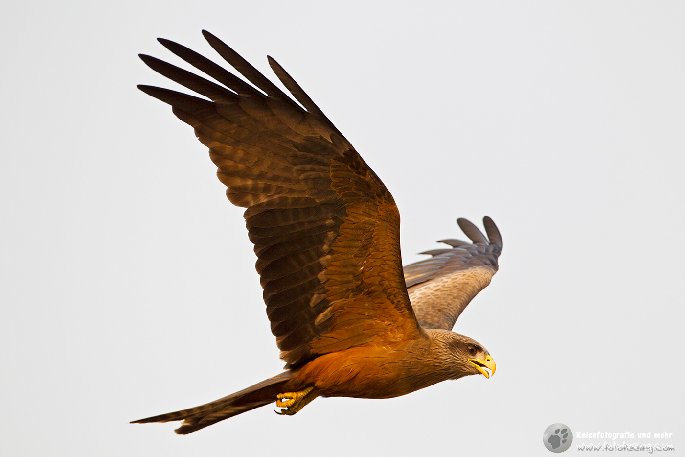 Schwarzmilan oder Schwarzer Milan (Milvus migrans)